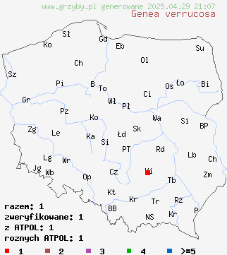 znaleziska Genea verrucosa (genea brodawkowata) na terenie Polski