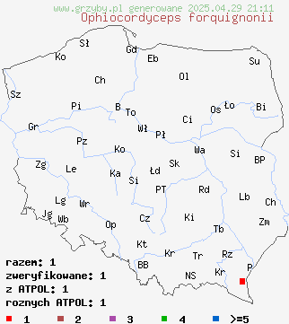 znaleziska Ophiocordyceps forquignonii na terenie Polski