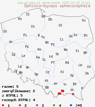 znaleziska Ophiocordyceps sphecocephala na terenie Polski