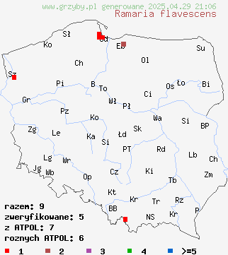 znaleziska Ramaria flavescens na terenie Polski