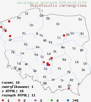 znaleziska Skeletocutis carneogrisea (szkieletnica różowoszara) na terenie Polski