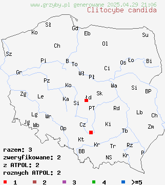 znaleziska Clitocybe candida na terenie Polski