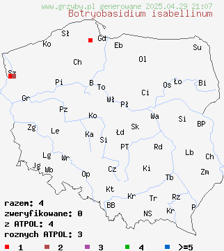 znaleziska Botryobasidium isabellinum (pajęczynowiec kolczastozarodnikowy) na terenie Polski