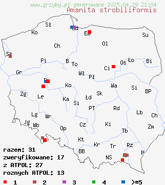 znaleziska Amanita strobiliformis (muchomor szyszkowaty) na terenie Polski