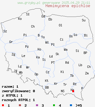 znaleziska Hemimycena epichloe na terenie Polski