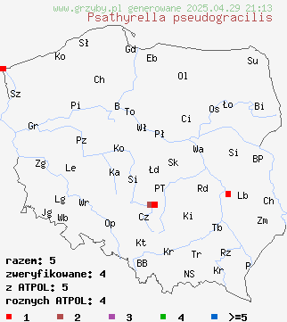 znaleziska Psathyrella pseudogracilis (kruchaweczka workowatorozwierkowa) na terenie Polski