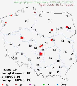 znaleziska Agaricus bitorquis (pieczarka miejska) na terenie Polski