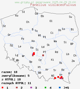 znaleziska Panellus violaceofulvus (łycznik fioletowawy) na terenie Polski