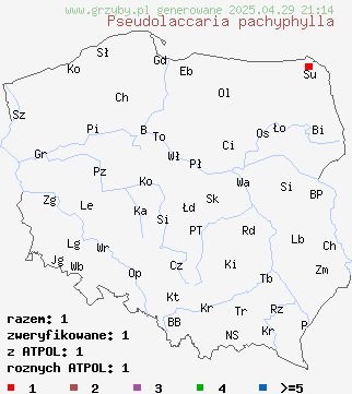 znaleziska Pseudolaccaria pachyphylla (pępkogrzybówka gruboblaszkowa) na terenie Polski