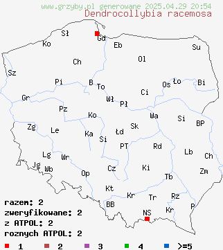 znaleziska Dendrocollybia racemosa (pieniążek rozgałęzionotrzonowy) na terenie Polski