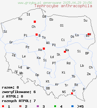 znaleziska Tephrocybe anthracophila (popielatek węglolubny) na terenie Polski