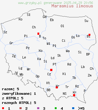 znaleziska Marasmius limosus (twardzioszek trzcinowy) na terenie Polski