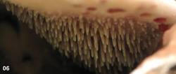 Thaxterogaster purpurascens (zasłonak purpurowiejący)