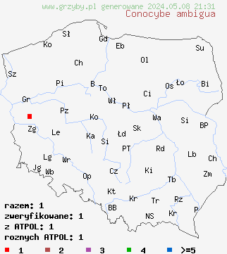 znaleziska Conocybe ambigua (stożkówka dwuzarodnikowa) na terenie Polski