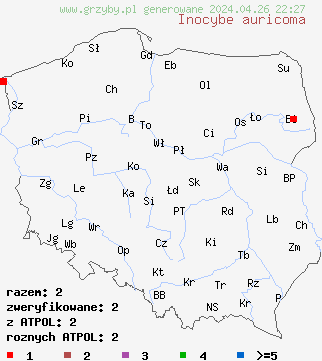 znaleziska Inocybe auricoma (strzÄ™piak zÅ‚otowÅ‚osy) na terenie Polski