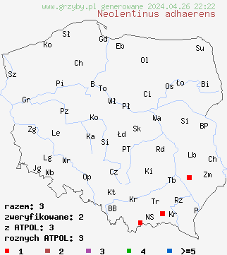 znaleziska Neolentinus adhaerens (twardoskÃ³rzak lepki) na terenie Polski