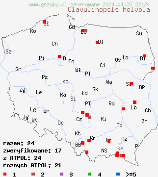 znaleziska Clavulinopsis helvola (goÅºdzieniowiec miodowy) na terenie Polski