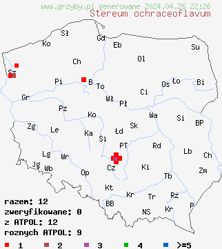 znaleziska Stereum ochraceoflavum na terenie Polski