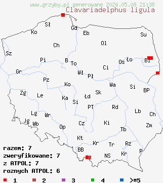 znaleziska Clavariadelphus ligula (buławka spłaszczona) na terenie Polski