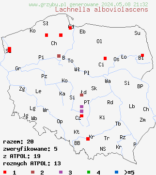 znaleziska Lachnella alboviolascens na terenie Polski