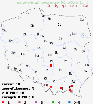 znaleziska Cordyceps capitata (maczużnik główkowaty) na terenie Polski