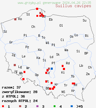 znaleziska Suillus cavipes (maÅ›lak dÄ™ty) na terenie Polski