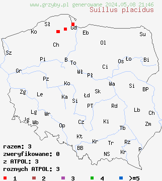 znaleziska Suillus placidus na terenie Polski
