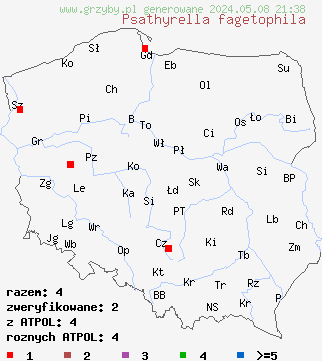 znaleziska Psathyrella fagetophila na terenie Polski