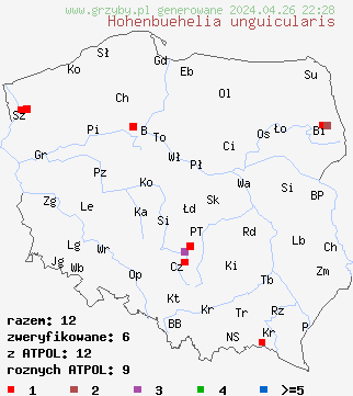znaleziska Hohenbuehelia unguicularis na terenie Polski