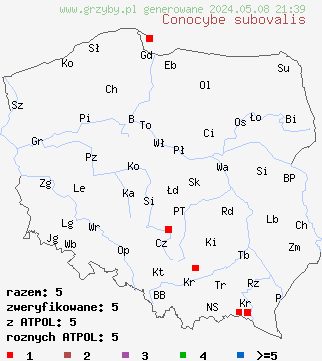 znaleziska Conocybe subovalis (stożkówka jajowata) na terenie Polski