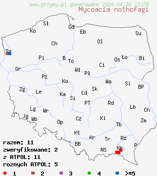znaleziska Mycoacia nothofagi na terenie Polski