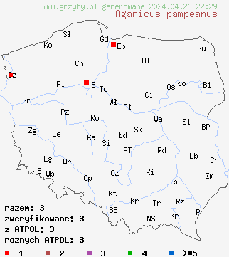 znaleziska Agaricus pampeanus na terenie Polski