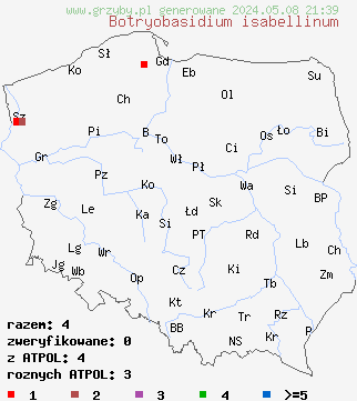 znaleziska Botryobasidium isabellinum (pajęczynowiec kolczastozarodnikowy) na terenie Polski