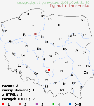 znaleziska Typhula incarnata (pałecznica trawowa) na terenie Polski