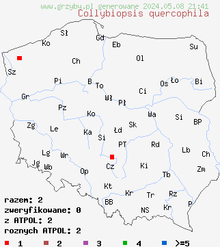 znaleziska Collybiopsis quercophila na terenie Polski