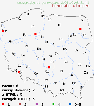 znaleziska Conocybe albipes (stożkówka białotrzonowa) na terenie Polski