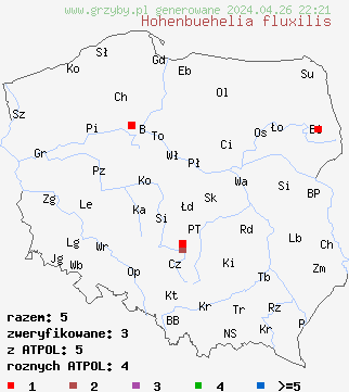 znaleziska Hohenbuehelia fluxilis na terenie Polski