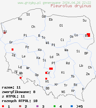znaleziska Pleurotus dryinus na terenie Polski