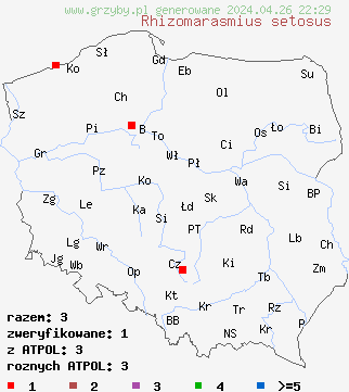 znaleziska Rhizomarasmius setosus (twardzioszek bukowy) na terenie Polski