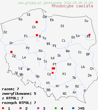 znaleziska Rhodocybe caelata na terenie Polski