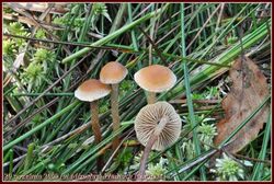 Thaxterogaster purpurascens (zasłonak purpurowiejący)