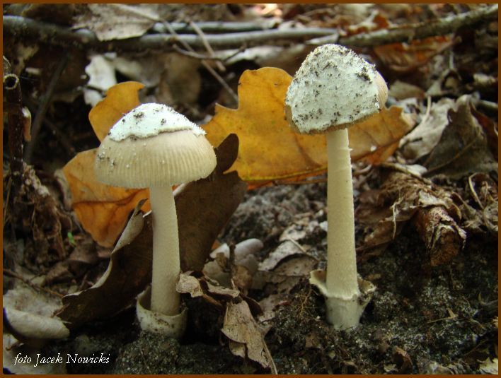 Thaxterogaster purpurascens (zasłonak purpurowiejący)