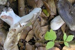 Russula densifolia (gołąbek gęstoblaszkowy)