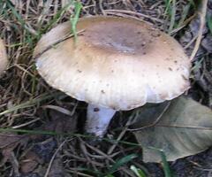 Russula amoenolens (gołąbek przyjemny)