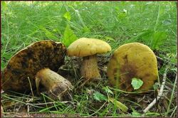 Boletus luridus f. primulicolor
