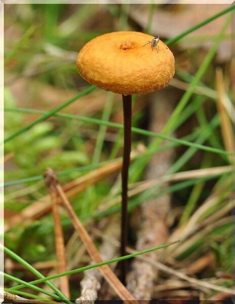 Thaxterogaster purpurascens (zasłonak purpurowiejący)