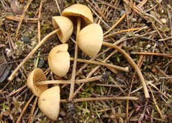 Thaxterogaster purpurascens (zasłonak purpurowiejący)