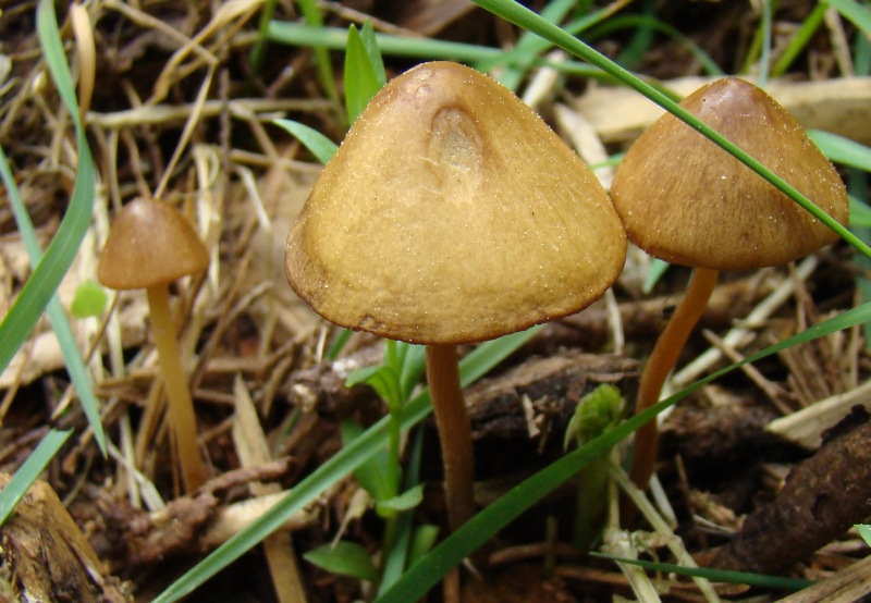 Thaxterogaster purpurascens (zasłonak purpurowiejący)