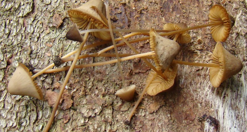 Thaxterogaster purpurascens (zasłonak purpurowiejący)