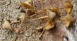 Conocybe bisporigera